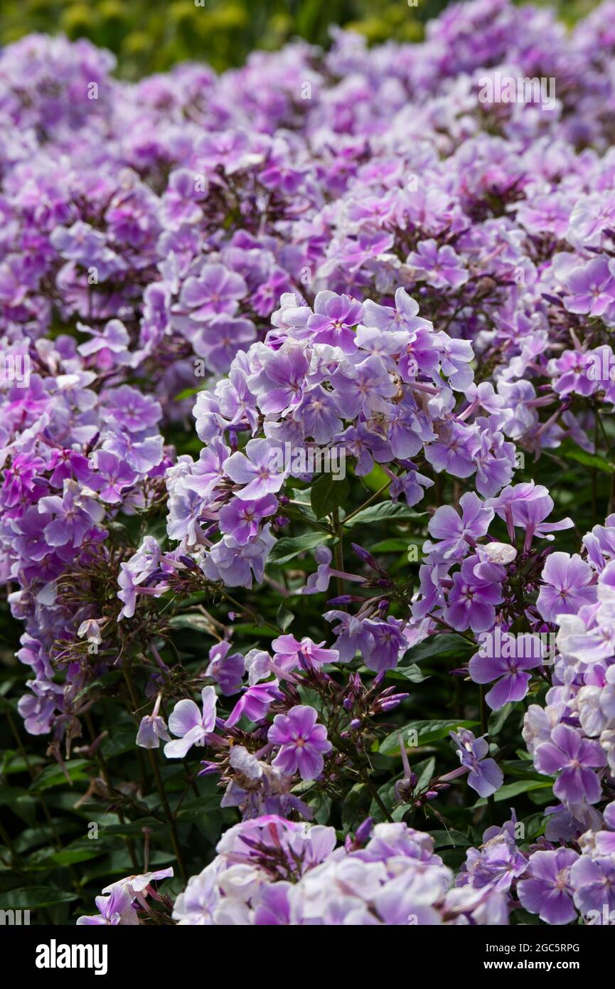 Pink flowered perennial plant Phlox paniculata 'Franz Schubert' summer August UK Stock Photo