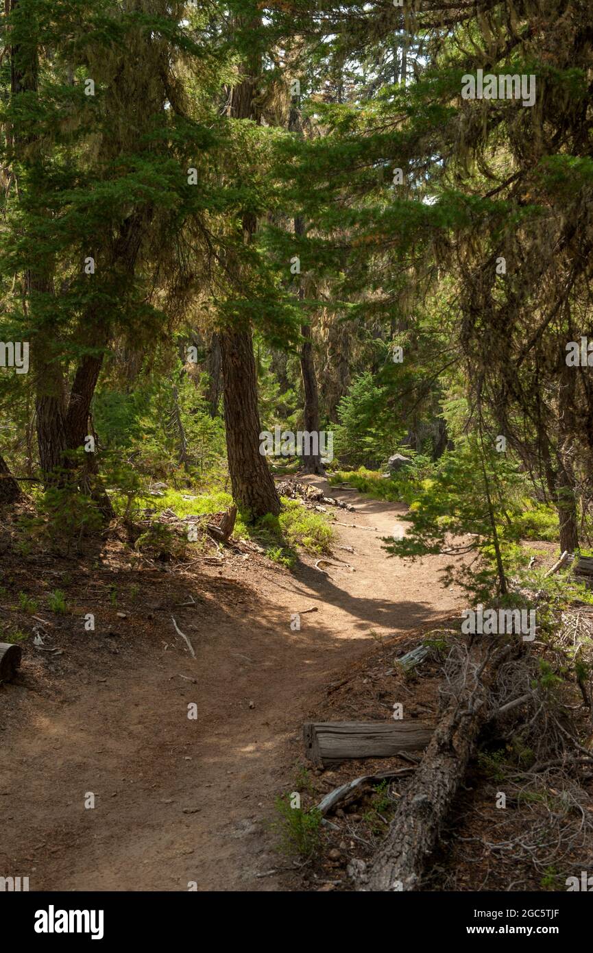 A portion of the Six Lakes trail in Oregon's Three Sisters Wilderness. Stock Photo
