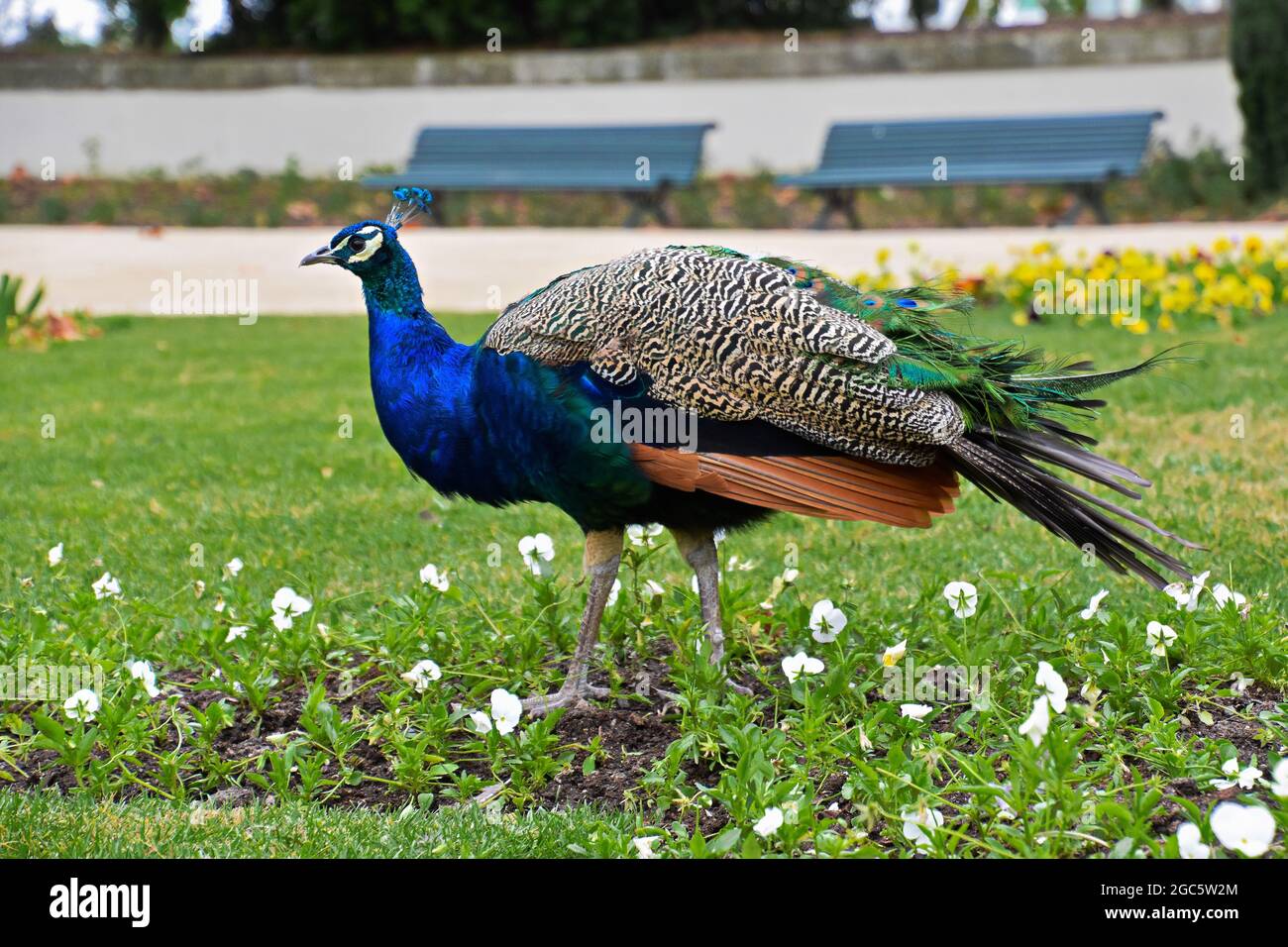 Peacock in the park in Porto, Portugal Stock Photo