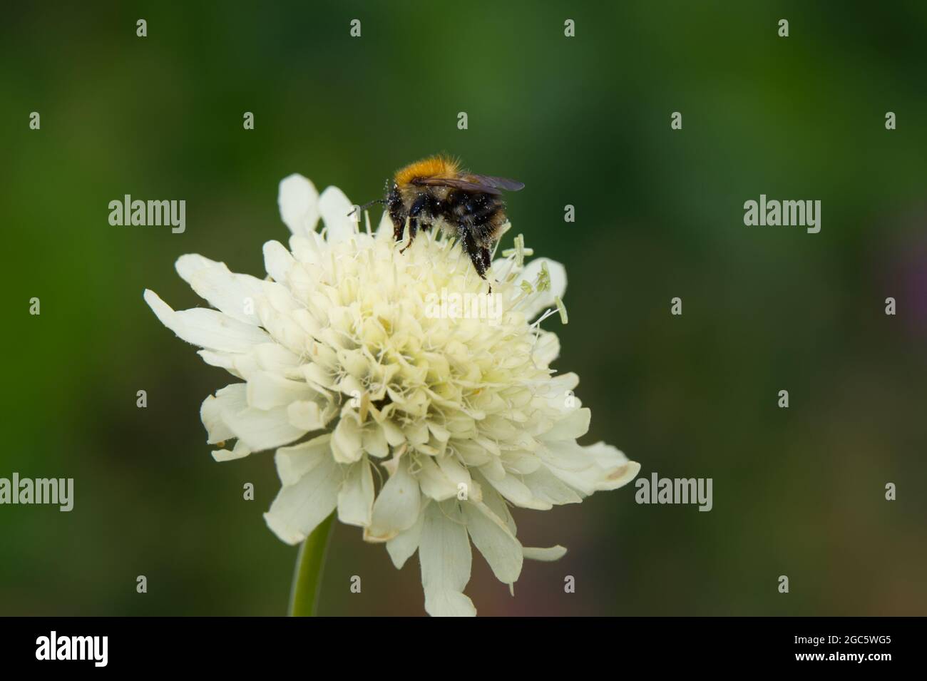 Giant yellow scabious flower Scabiosa columbaria subsp. ochroleuca with bee August summer UK Stock Photo