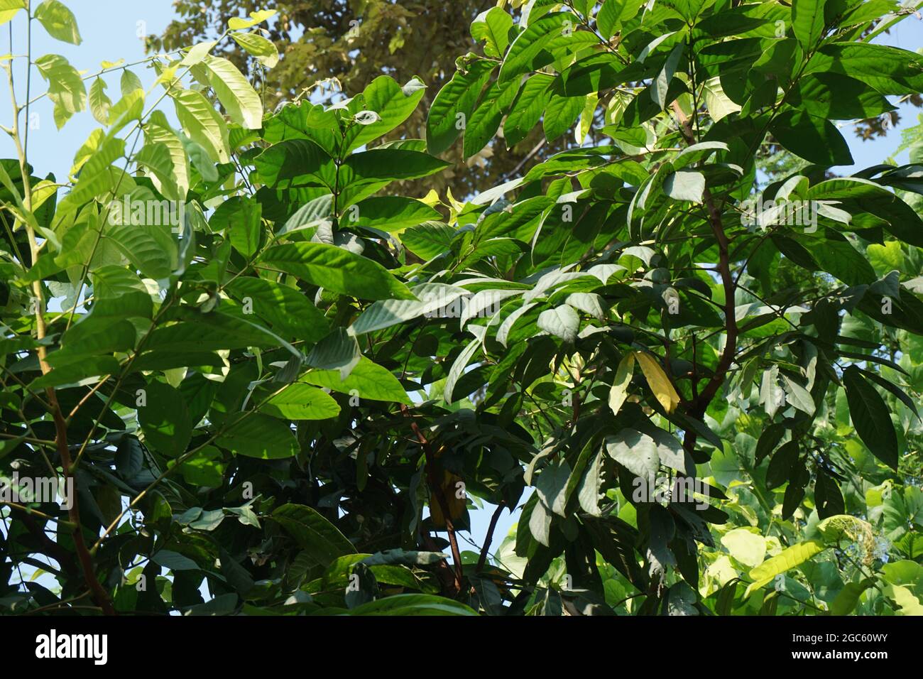 Ескі жалаңаш сексуалды