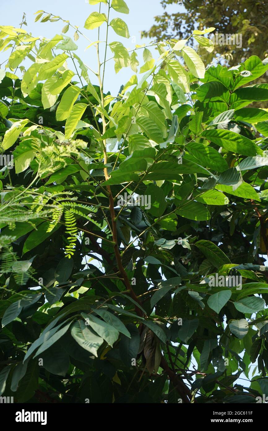 Желіде өзен жағасында жыныстық қатынасқа түскен студенттер