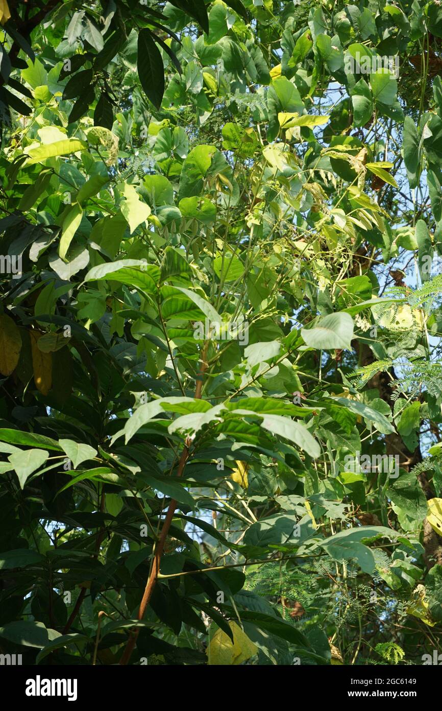 Барлық жарықтардағы мас ақымақ