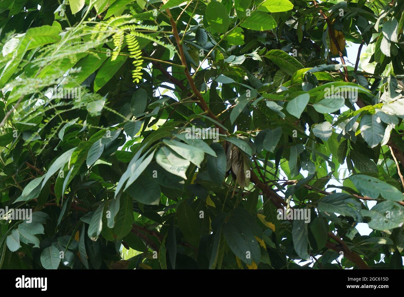 BDSM жыныстық түтік