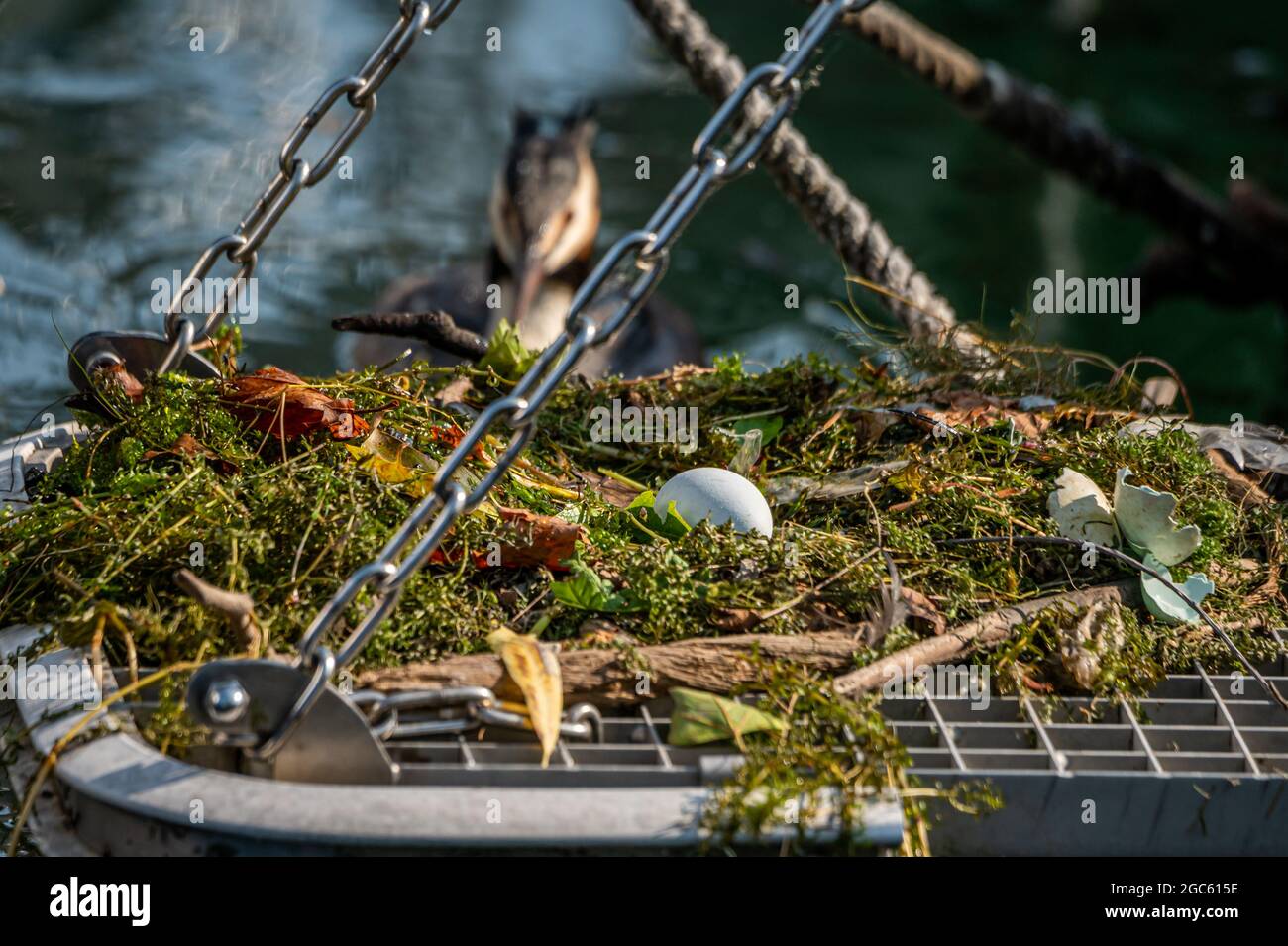 Great crested grebe. Podiceps cristatus with nest and eggs. Biodiversity and ecology. Stock Photo