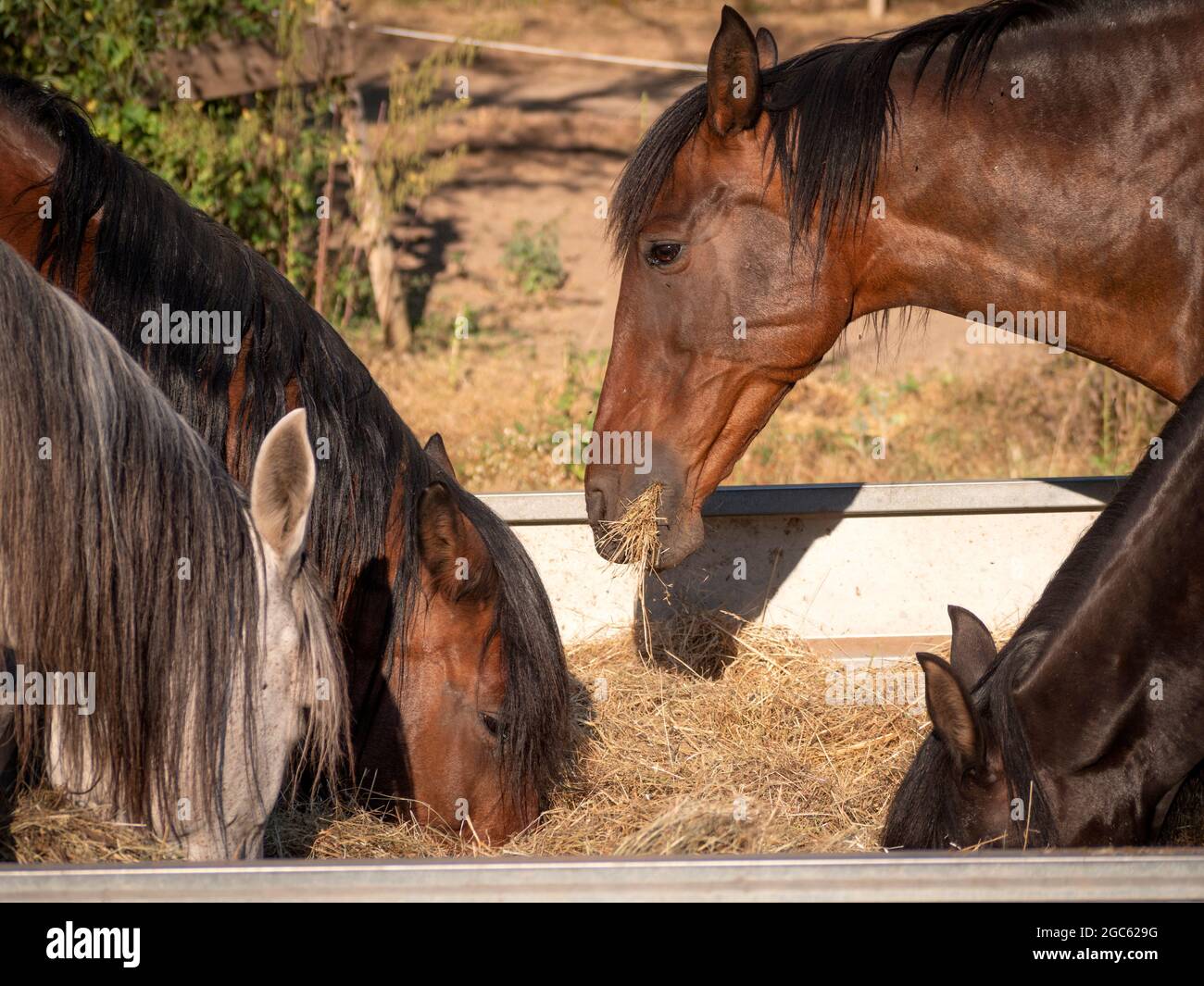 Group of andalusian horses eating from a grain and hay feeder Stock