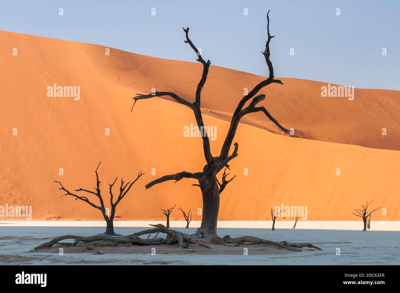 Dunes and dead camel thorn trees , Vachellia erioloba, in the Namib desert, Dead Vlei, Sossusvlei, Namibia, Africa. Stock Photo