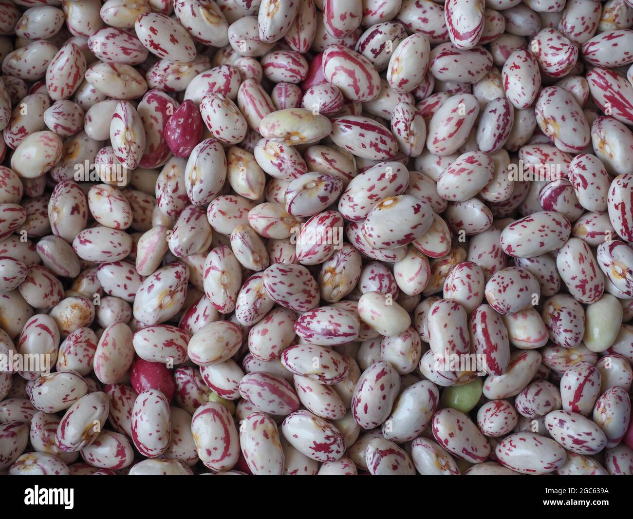 crimson beans, variety of common bean (scientific name Phaseolus vulgaris) legumes vegetarian