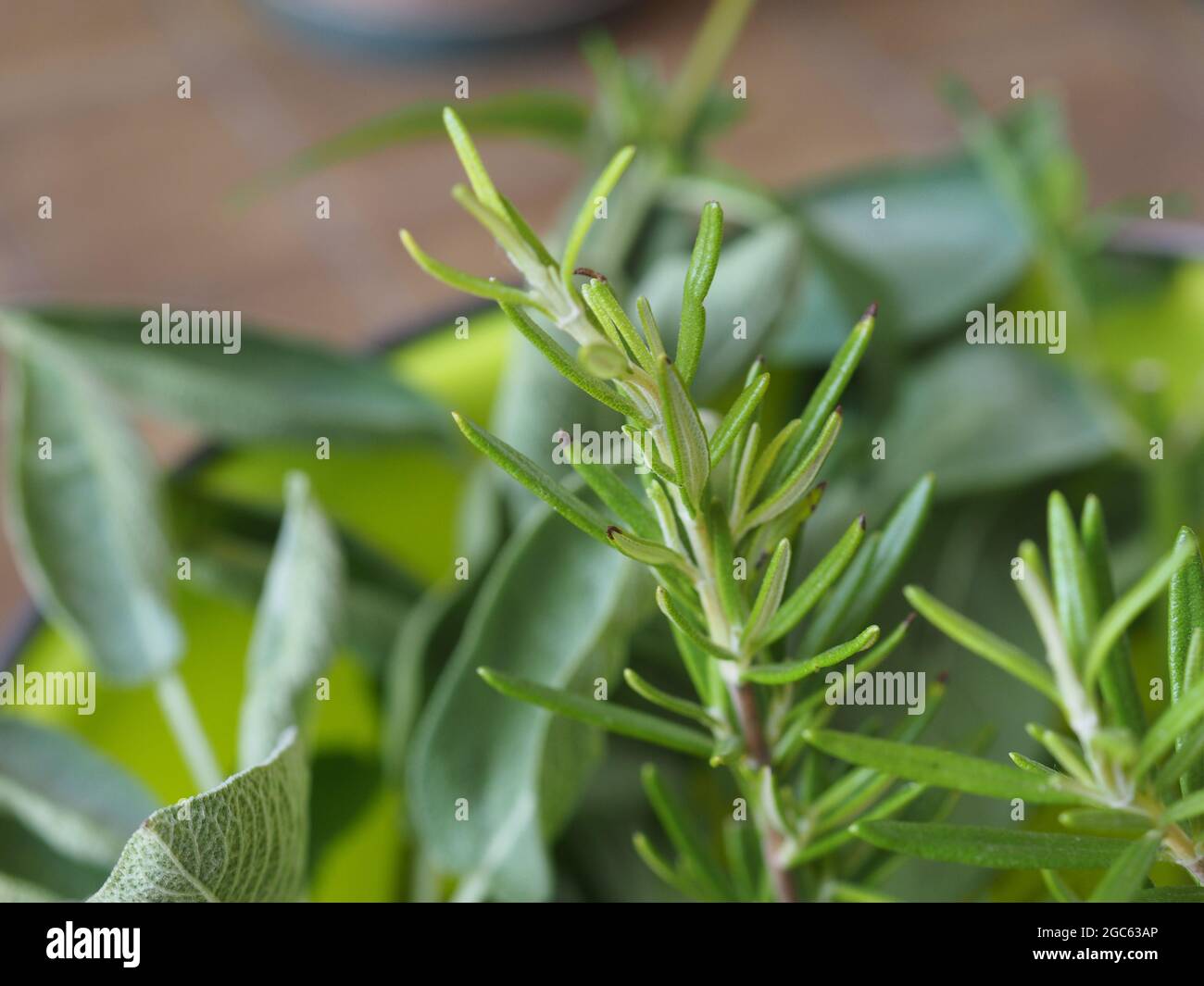 green rosemary (scientific name Rosmarinus officinalis) plant Stock