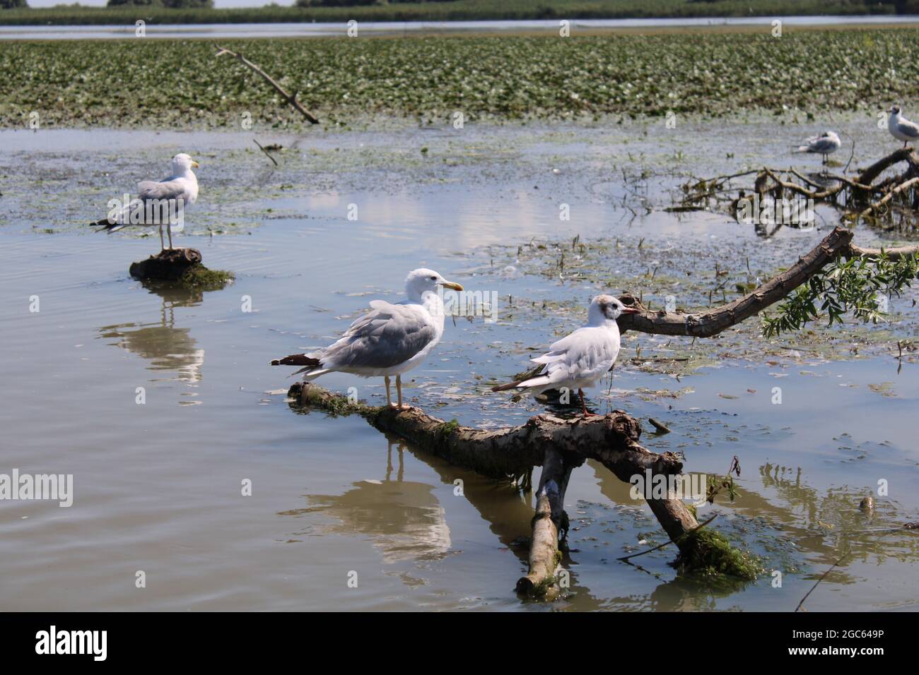 the danube delta, in Roumania,a protected area, with wild landscapes ...