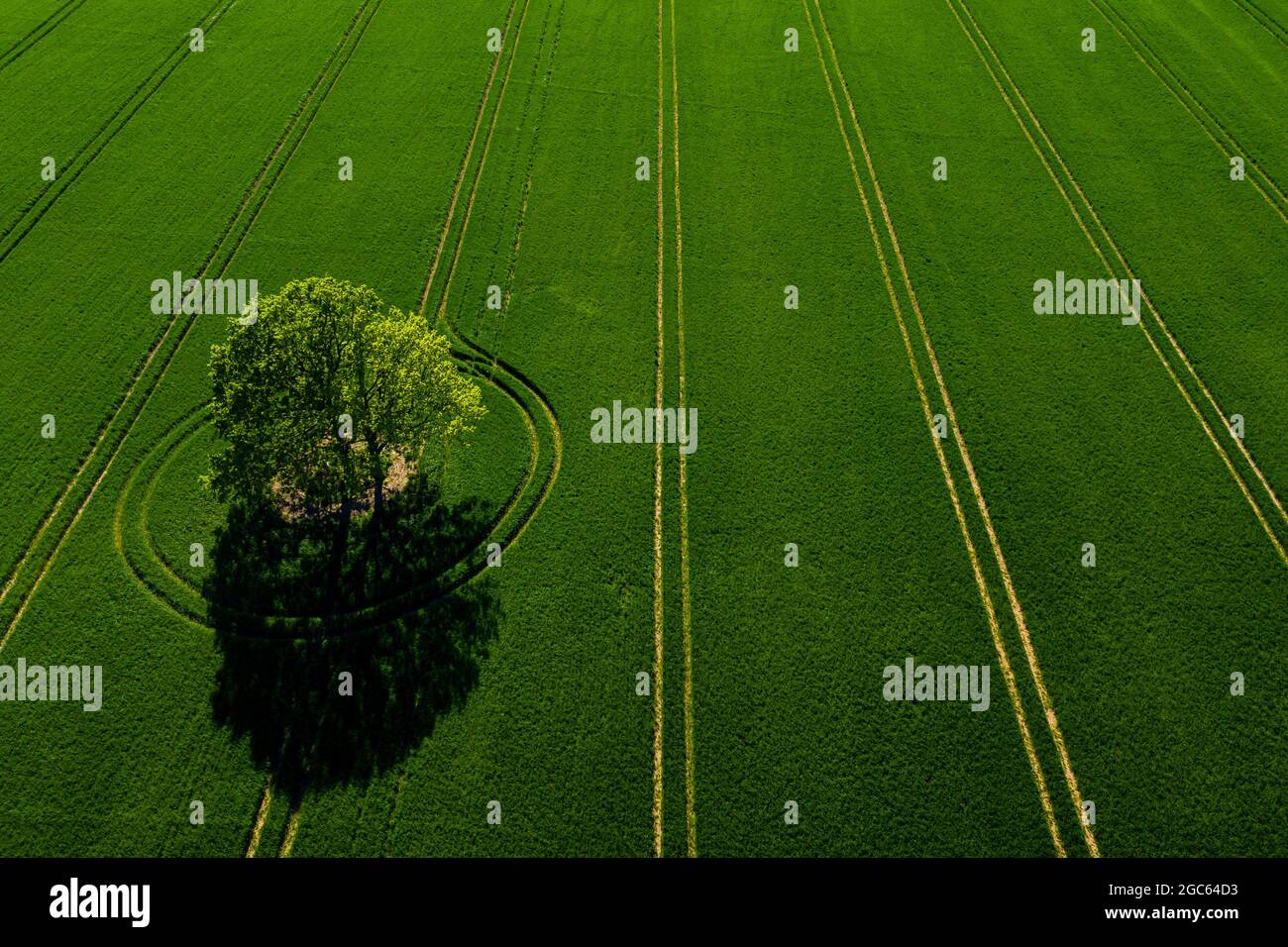 wonderful view from above on lonely tree in a green field, perfect ...