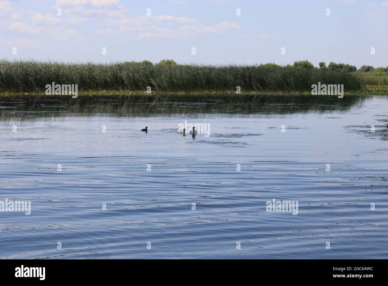 the danube delta, in Roumania,a protected area, with wild landscapes ...