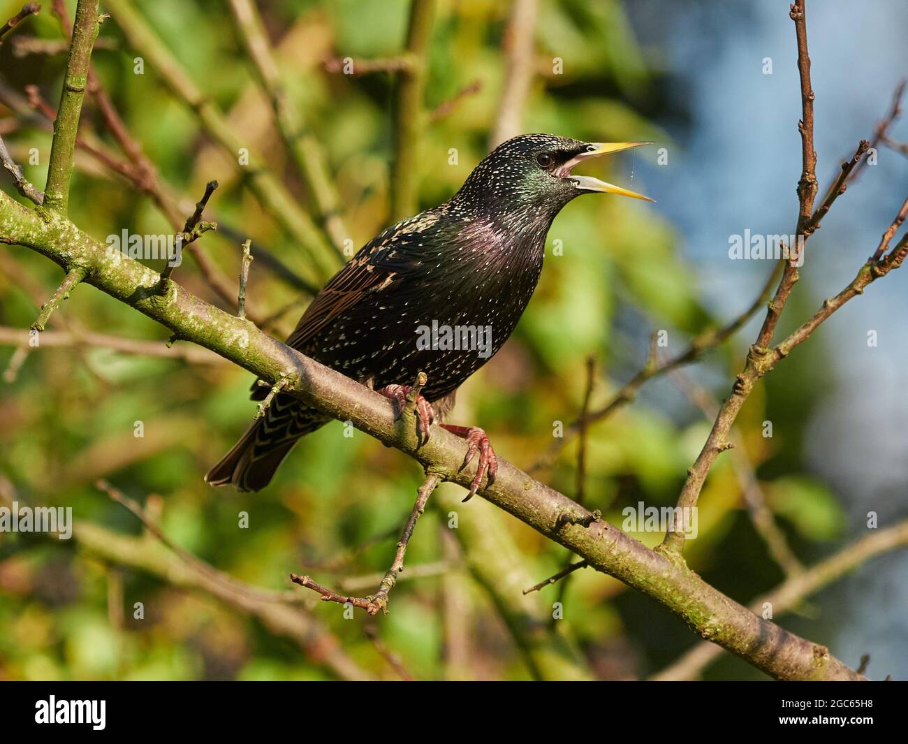 Singing Starling (Sturnus valgaris) Stock Photo