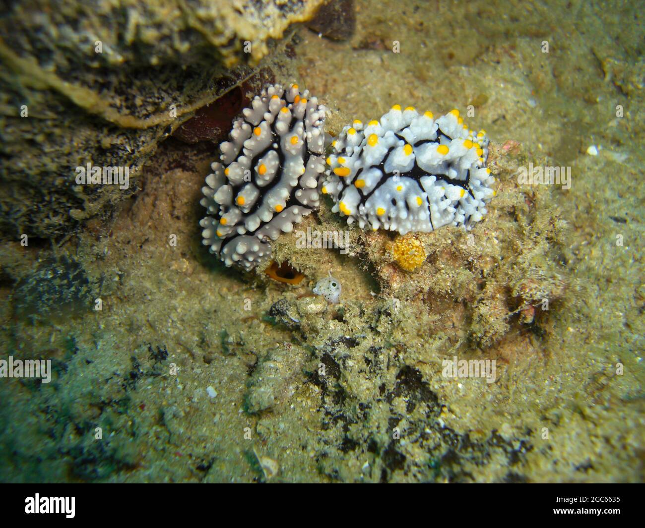Nudibranch or Sea Slug (Chromodoris Phyllidia) on the ground in the filipino sea 5.11.2012 Stock Photo