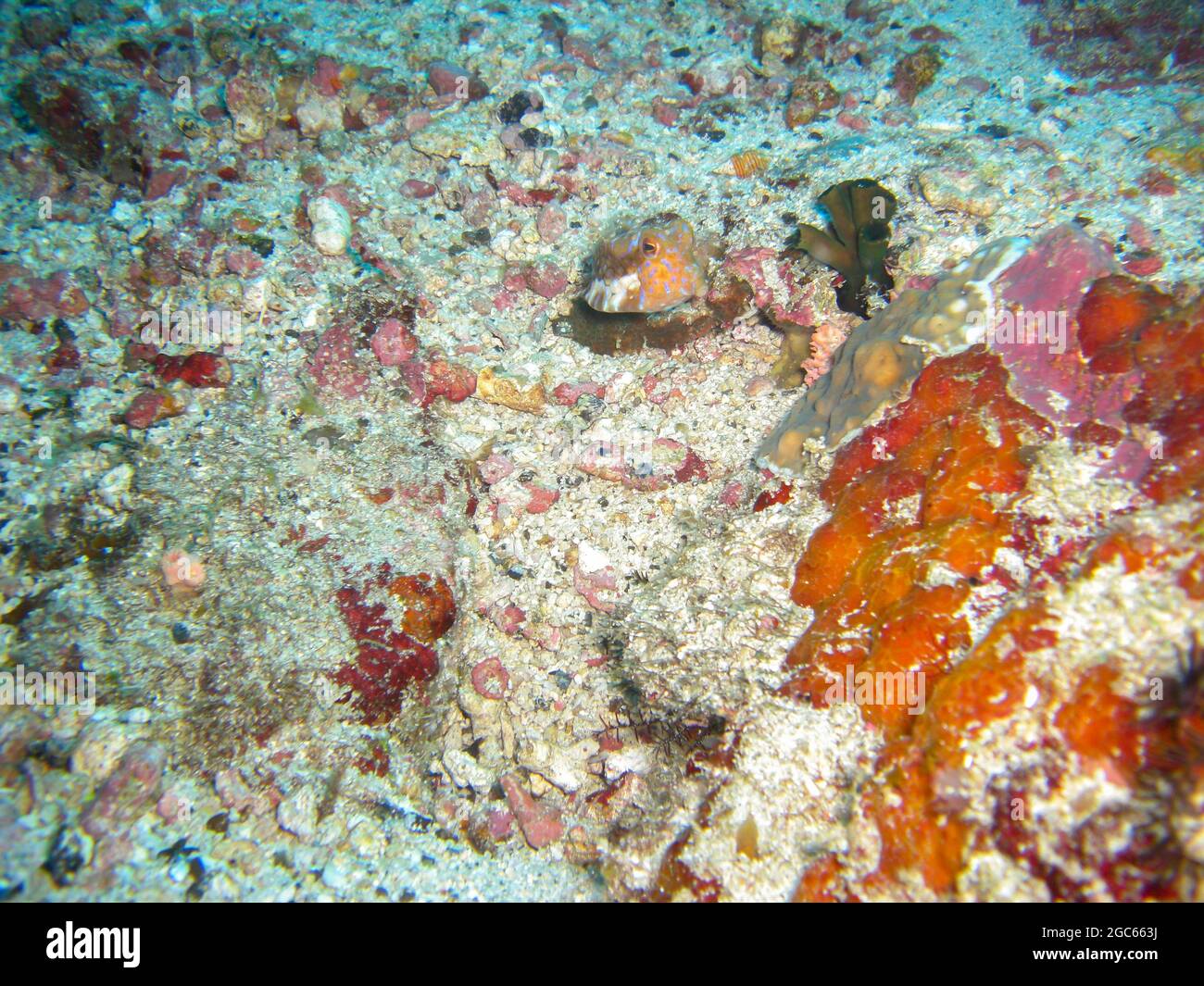Longhorn Cowfish or Boxfish (Lactoria Cornuta) swims in the filipino sea 15.11.2012 Stock Photo
