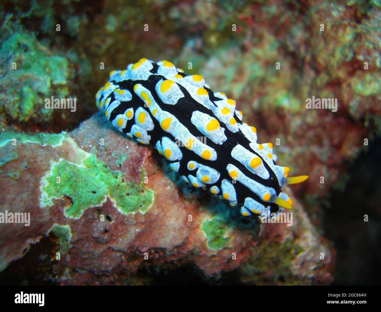 Nudibranch or Sea Slug (Phyllidia Varicosa) on the ground in the filipino sea 1210.2012 Stock Photo