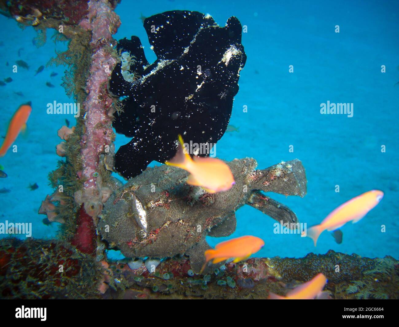 Black Frogfish (Antennarius Striatus) swims in the filipino sea 20.11.2012 Stock Photo