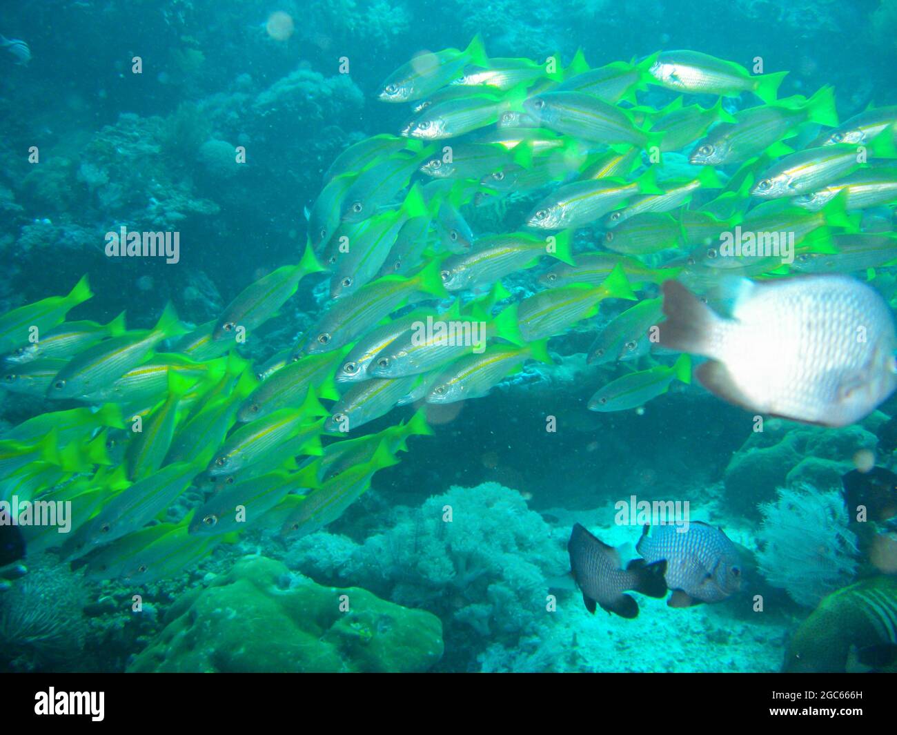 School of unknown Fish is swimming in the filipino sea 15.11.2012 Stock Photo