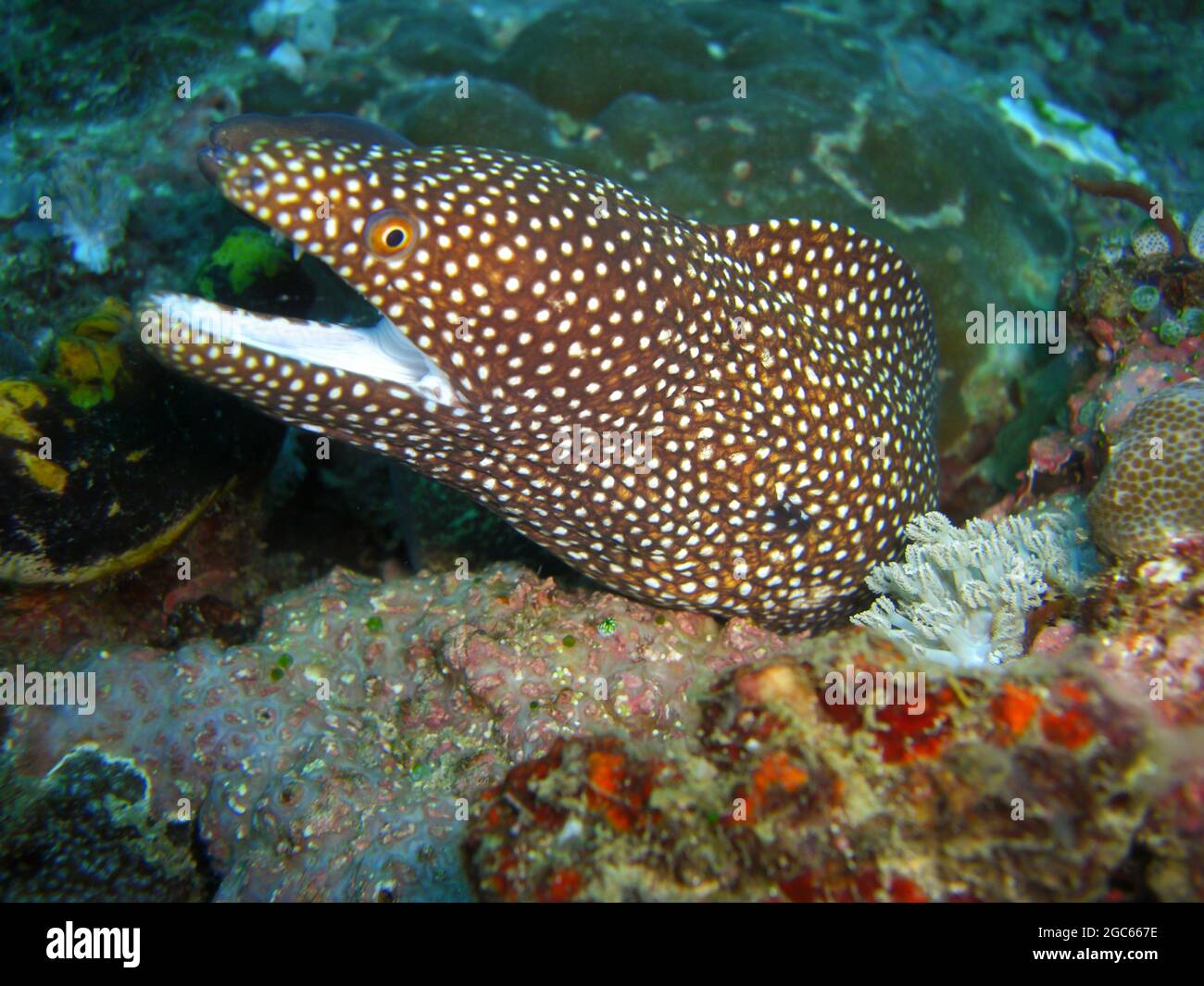 Whitemouth Moray Eel (Gymnothorax Meleagris) is protruding from below a rock in the filipino sea 8.12.2012 Stock Photo