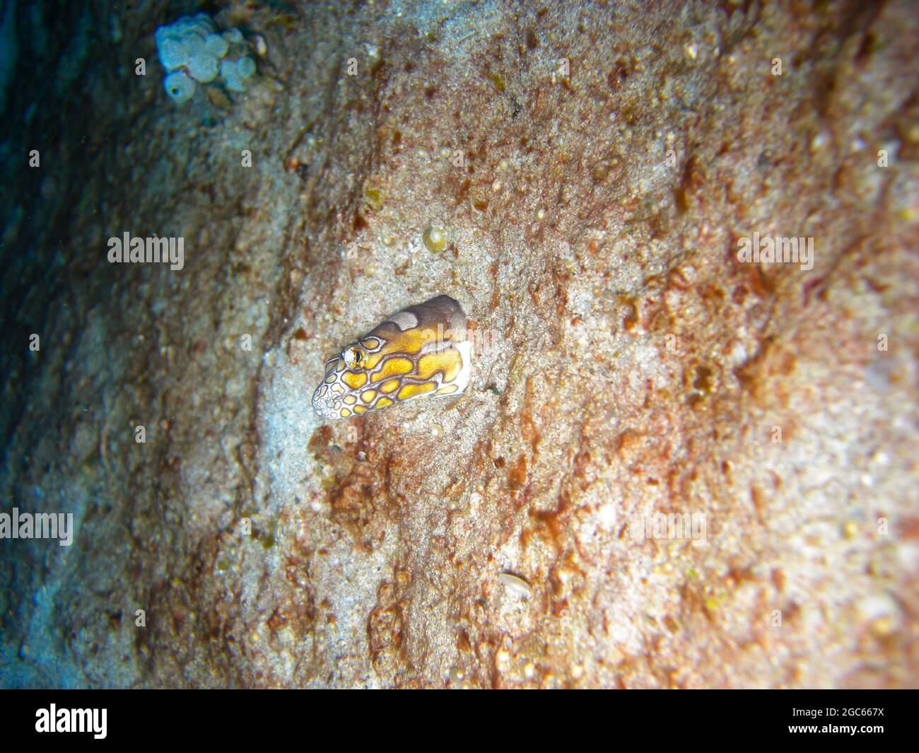 Stargazer Snake Eel (Brachysomophis Cirrocheilos) is protruding in the filipino sea 30.11.2012 Stock Photo
