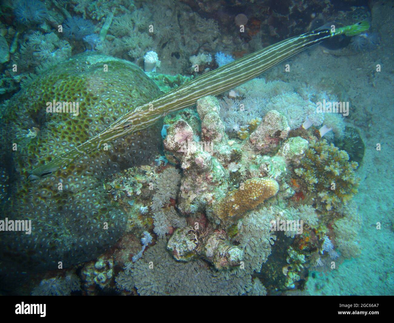 (Fistularia Commersonii) swims in the filipino sea 25.11.