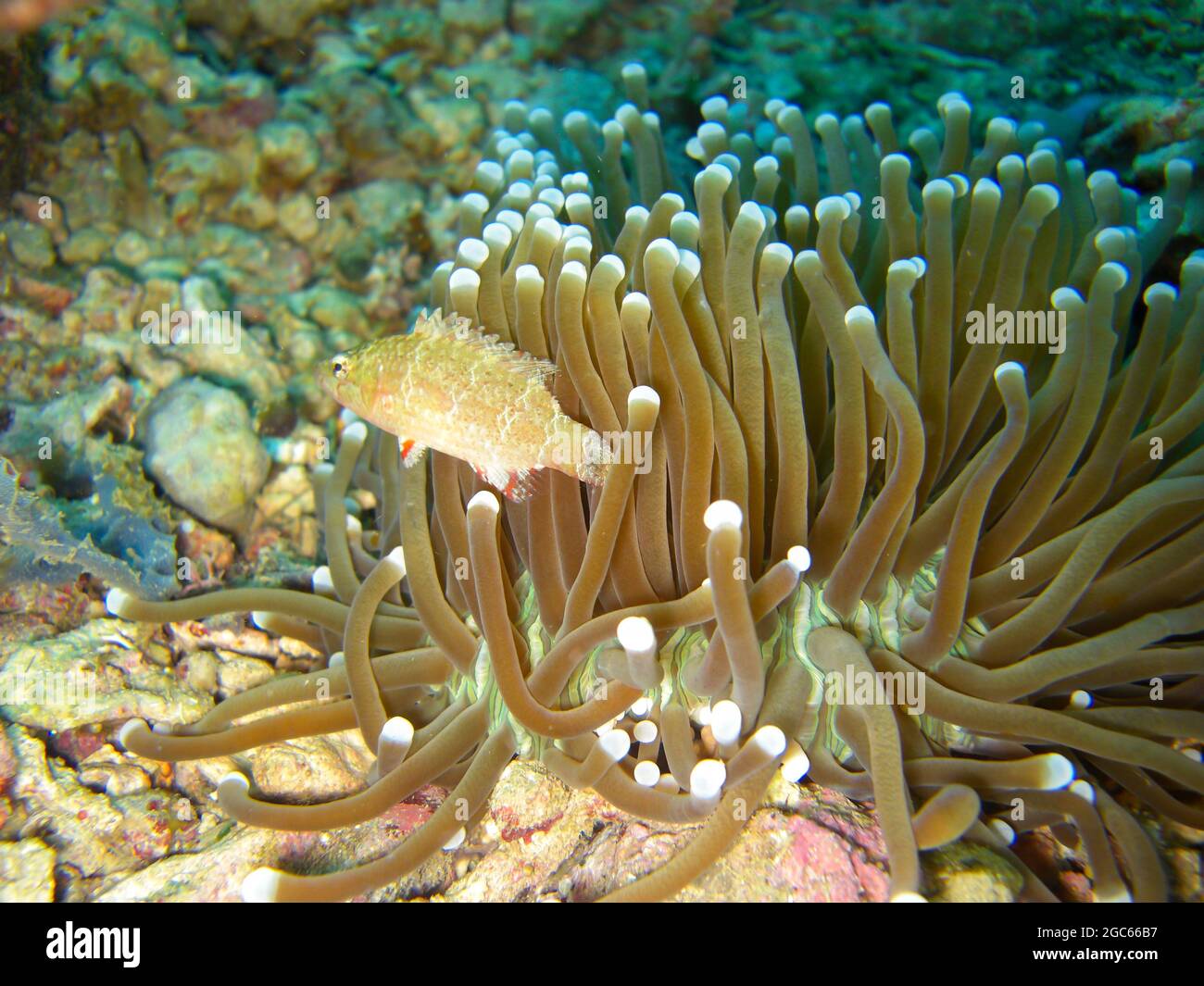 Unknown Fish swims at an Anemone in the filipino sea 7.11.2012 Stock Photo