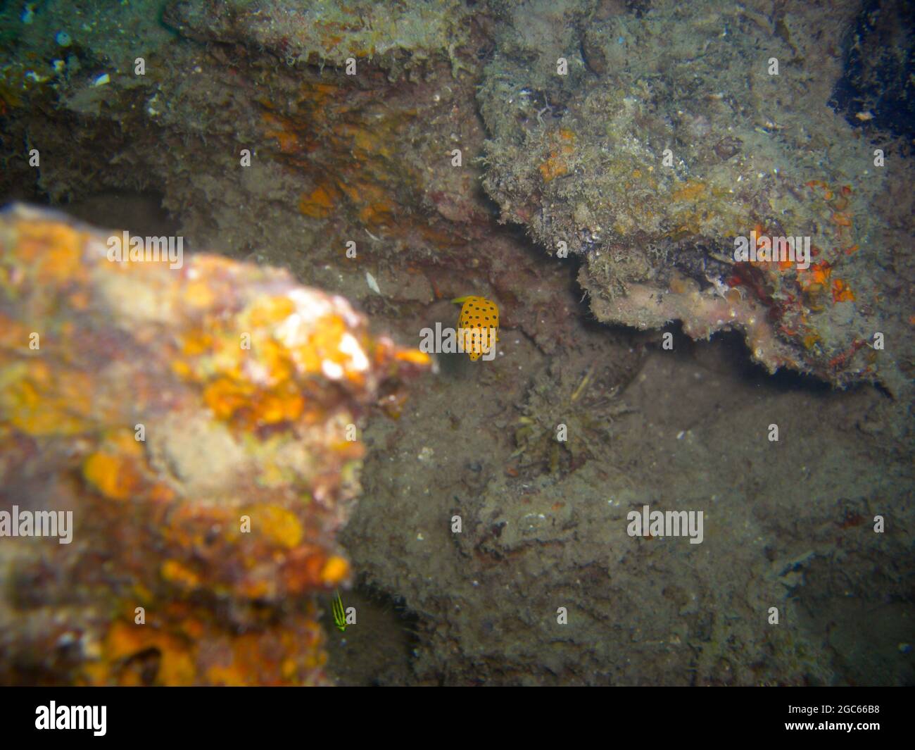 Pufferfish (Arothron Citrinellus) swims in the filipino sea 7.12.2012 Stock Photo