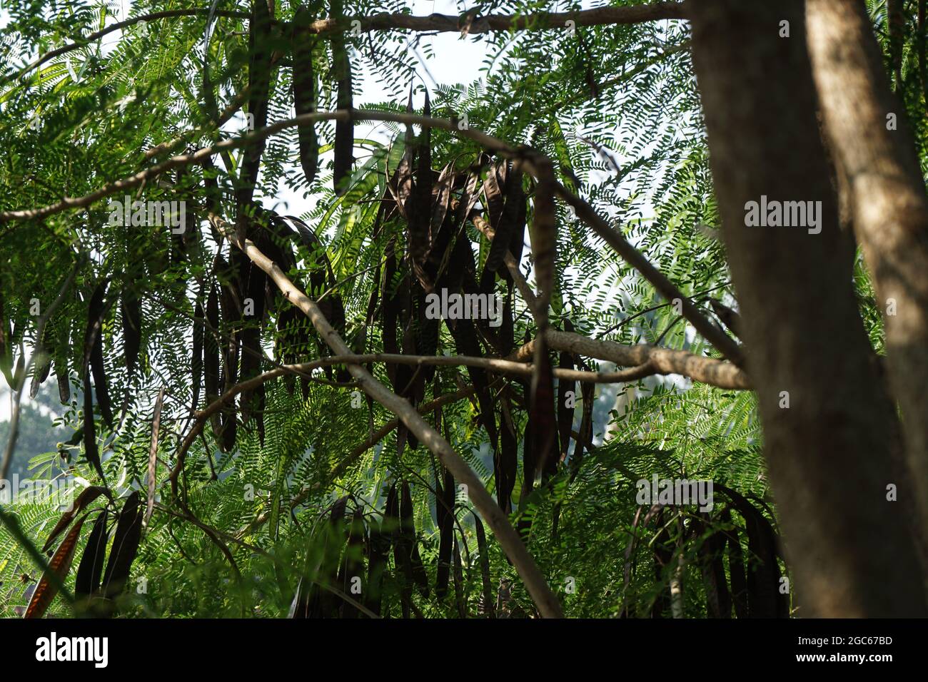 Leucaena leucocephala (jumbay, river tamarind, subabul, white popinac ...