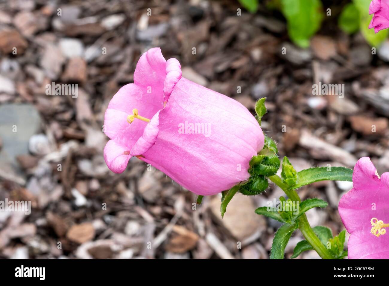 Campanula medium 'Champion Pink' a spring summer flowering plant with an upright springtime flower commonly known as Bellflower or Canterbury Bells, s Stock Photo