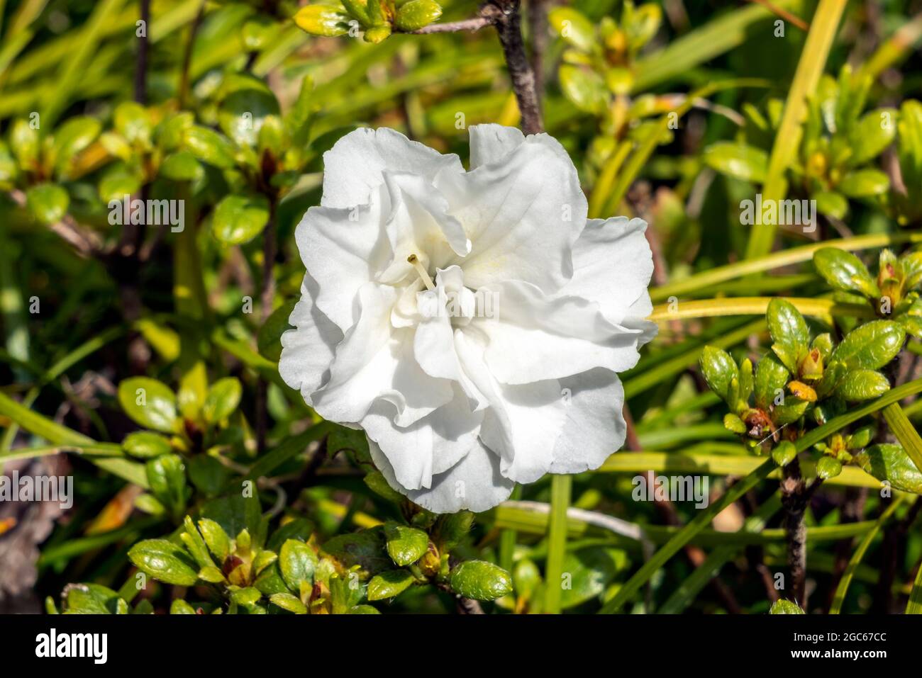 Rhododendron obtusum 'Schneeperle' a summer flowering shrub plant with a white summertime flower otherwise known as a Japanese azalea 'Snow Pearl', st Stock Photo