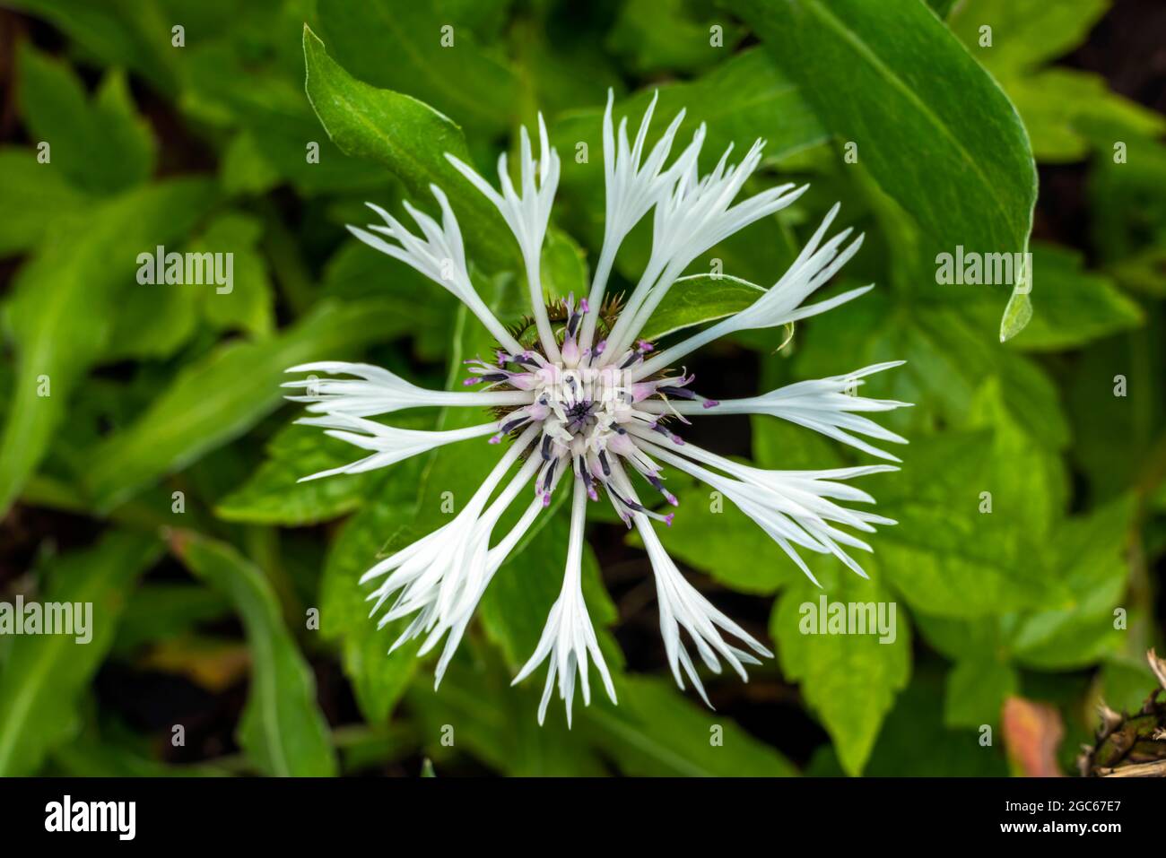 Centaurea montana 'Alaba' a summer flowering plant with a ragged petalled summertime flower commonly known as white perennial cornflower, stock photo Stock Photo