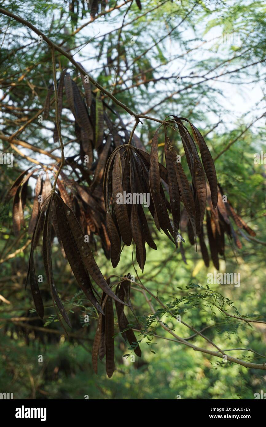 Leucaena leucocephala (jumbay, river tamarind, subabul, white popinac ...