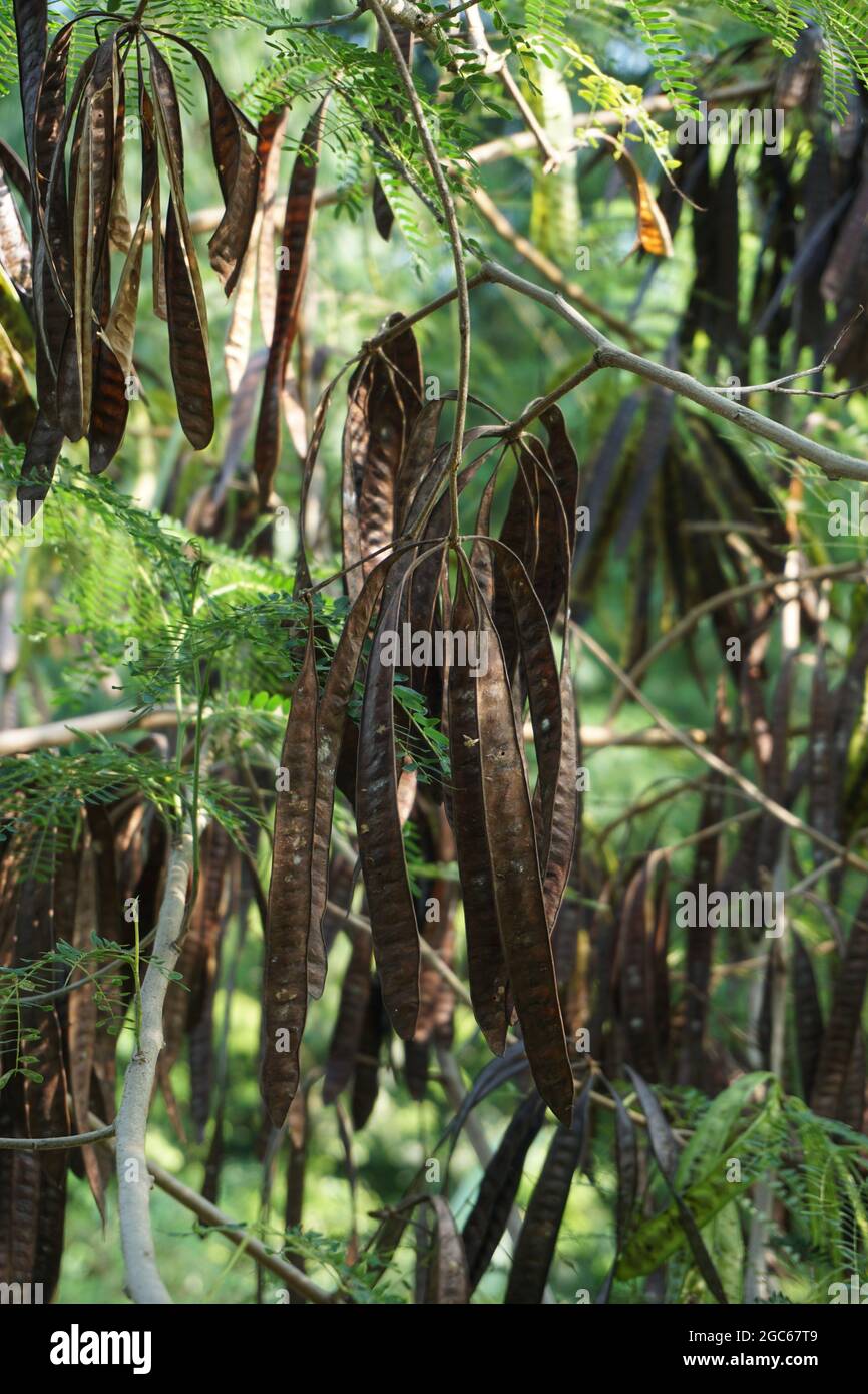 Leucaena leucocephala (jumbay, river tamarind, subabul, white popinac ...