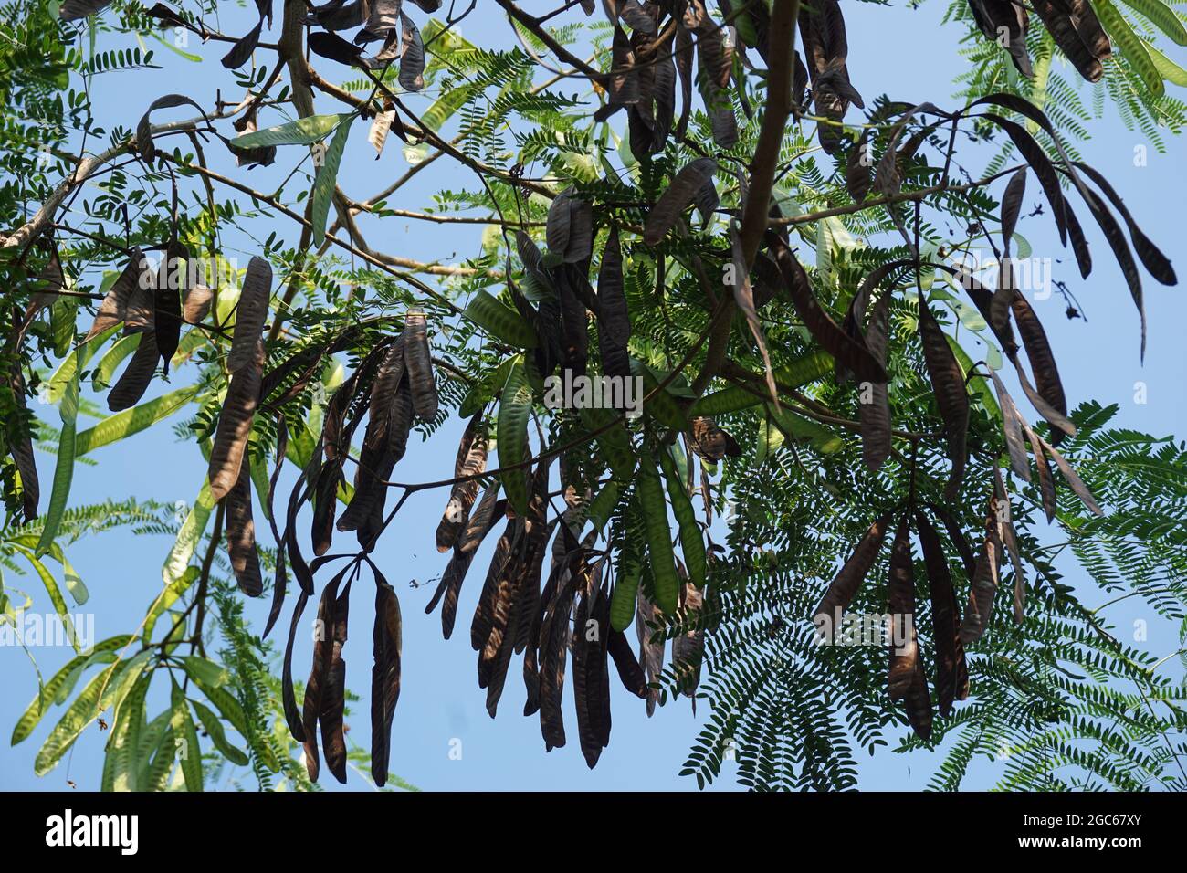 Leucaena leucocephala (jumbay, river tamarind, subabul, white popinac ...