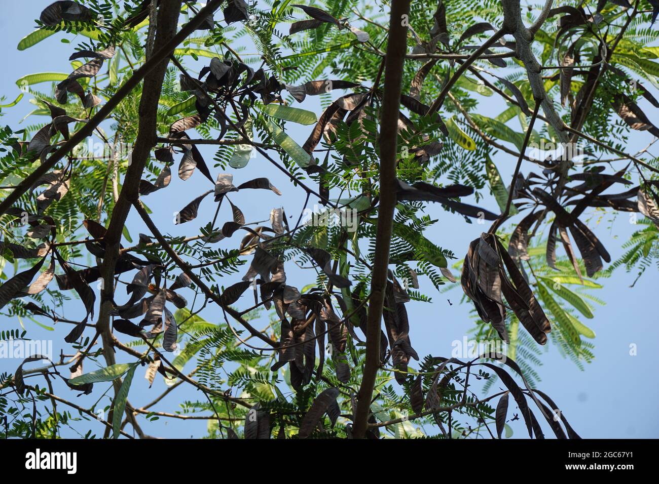 Leucaena leucocephala (jumbay, river tamarind, subabul, white popinac ...