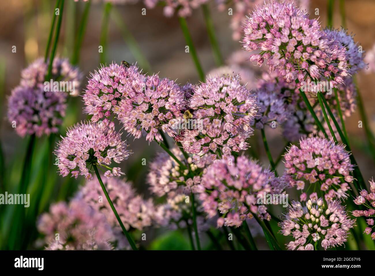 Ornamental onion plant Allium Millenium , garden flower Stock Photo Alamy