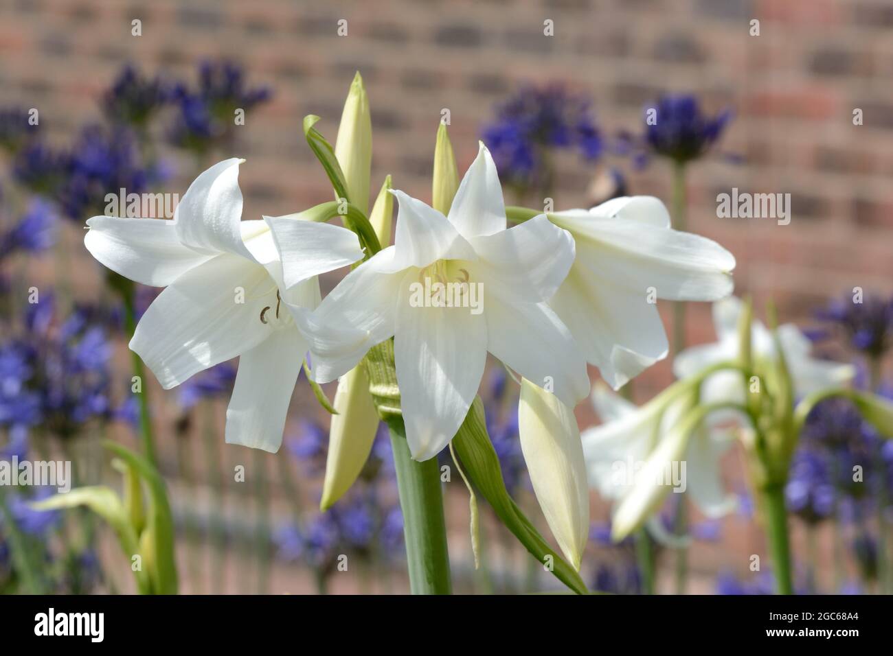 Crinum x powellii Album White Powell lily Swamp Lily fragrant flowers blooms Stock Photo