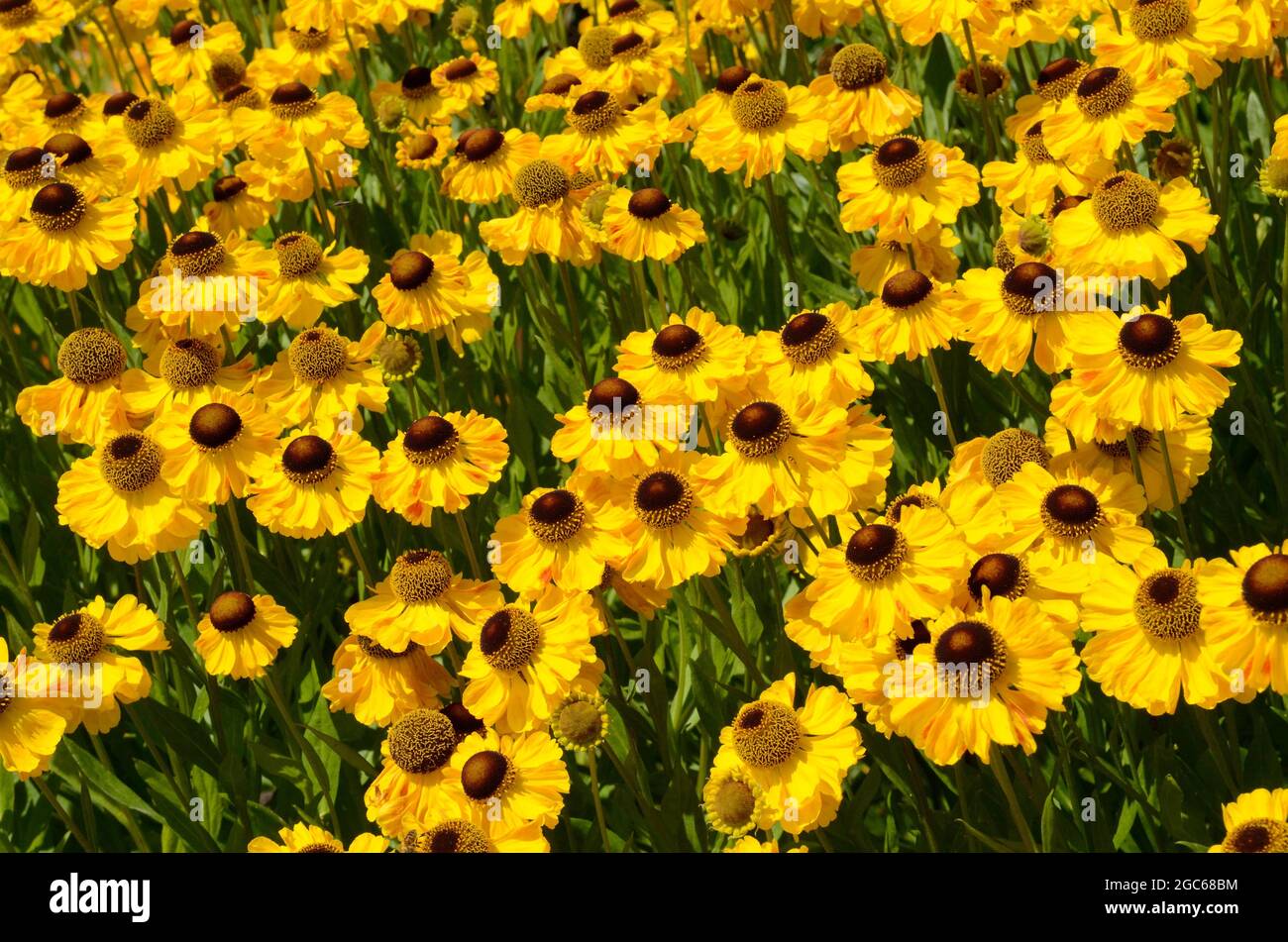 Helenium Pumilum Magnificum Sneezeweed clump forming perennial with profuse large daisy like flowers in summer Stock Photo