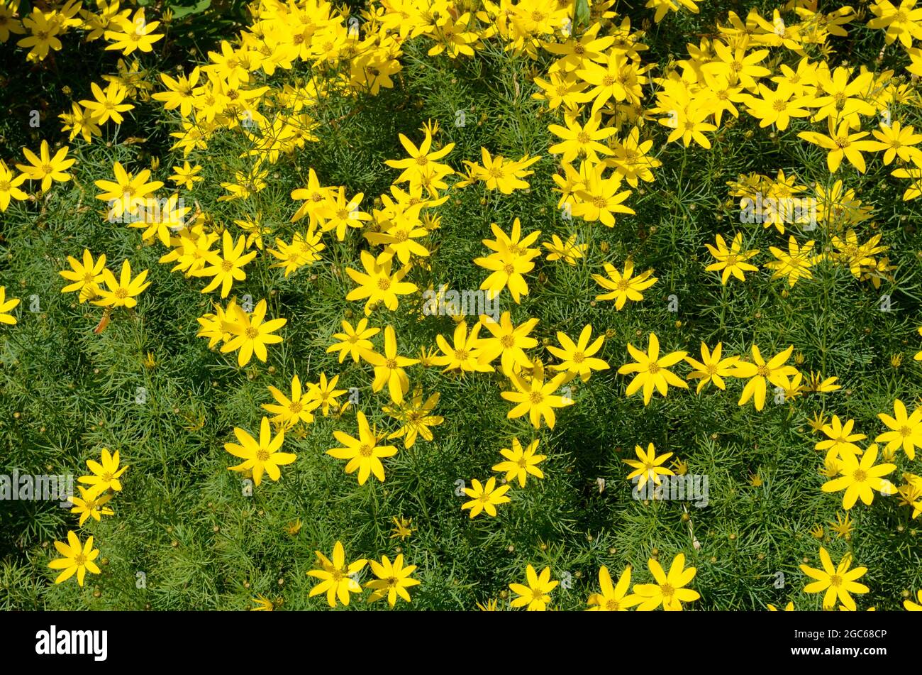 Coreopsis verticillata Golden Gain Tickseed lacy foliage and yellow star shaped flowers Stock Photo