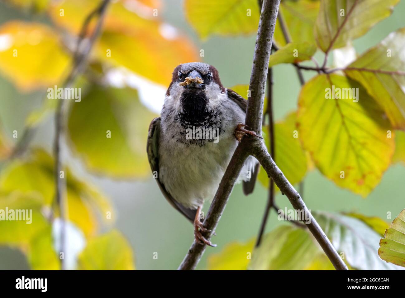 male house sparrow (Passer domesticus) in a tree with food for its