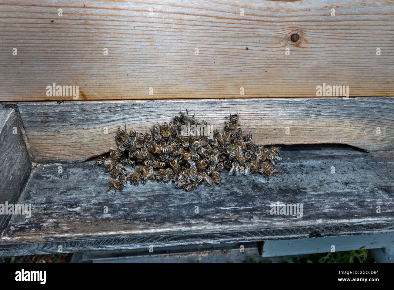 Beehive, Solda (Bz), South Tyrol, Italy Stock Photo