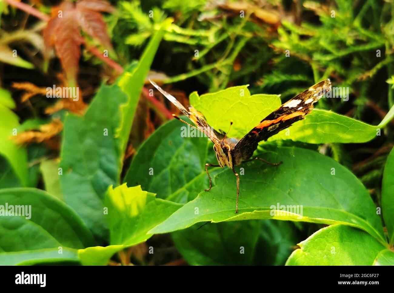 Macro shot of a butterfly on a green leaf of a plant Stock Photo - Alamy