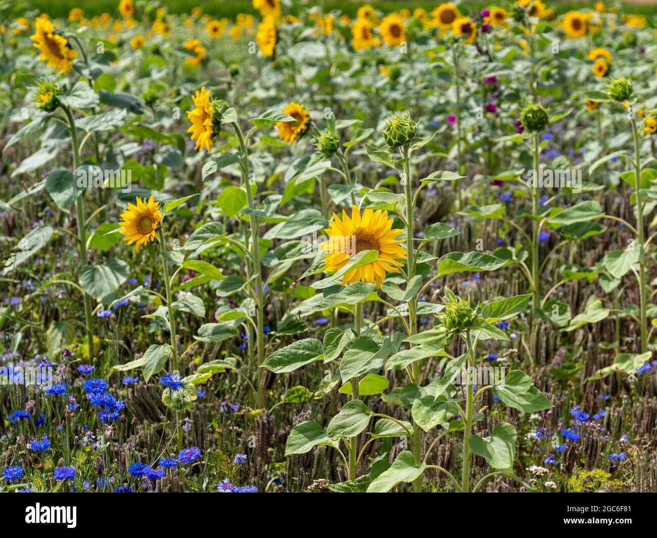 Field with sunflowers and blue cornflowers with selective focus on the foreground Stock Photo