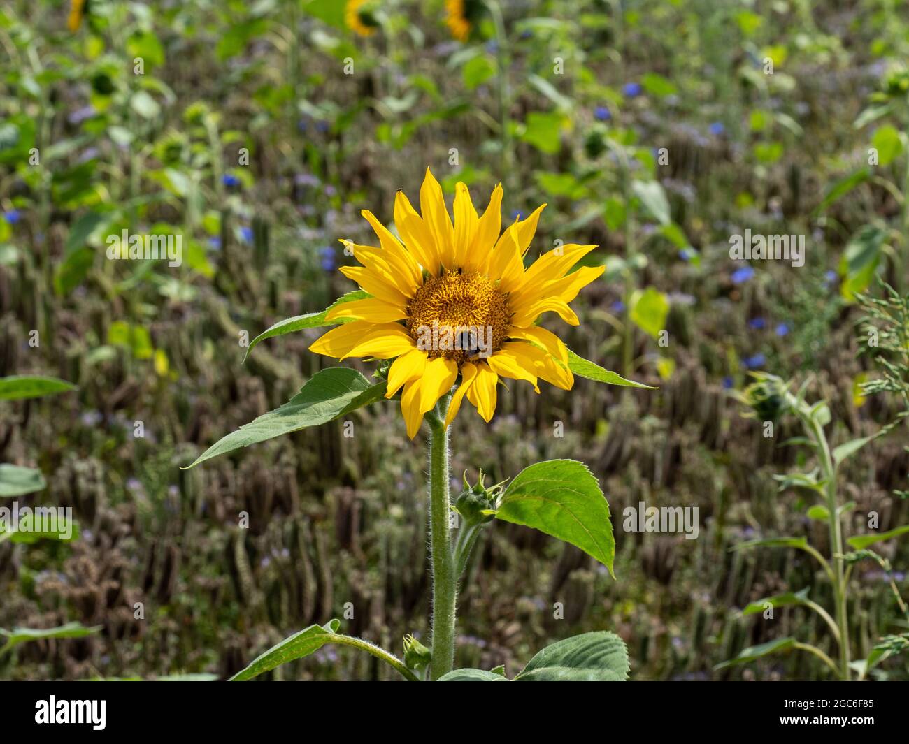 Close-up of a sunflower with a bumblebees in a sunflower field Stock Photo