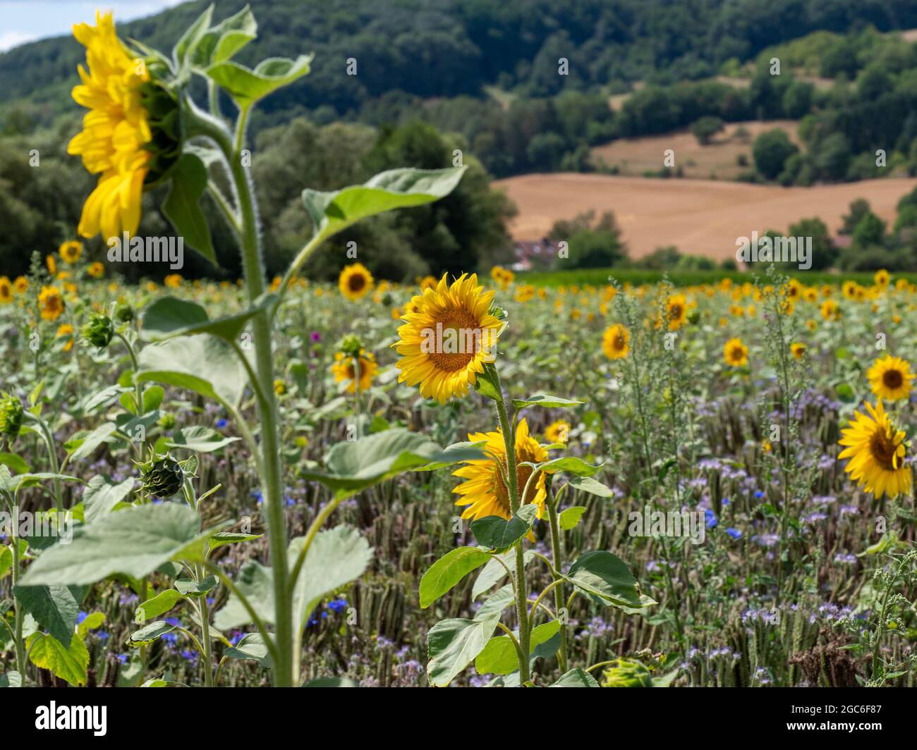 Sunflower field in front of a wooded mountain with selective focus on one flower in the foreground Stock Photo