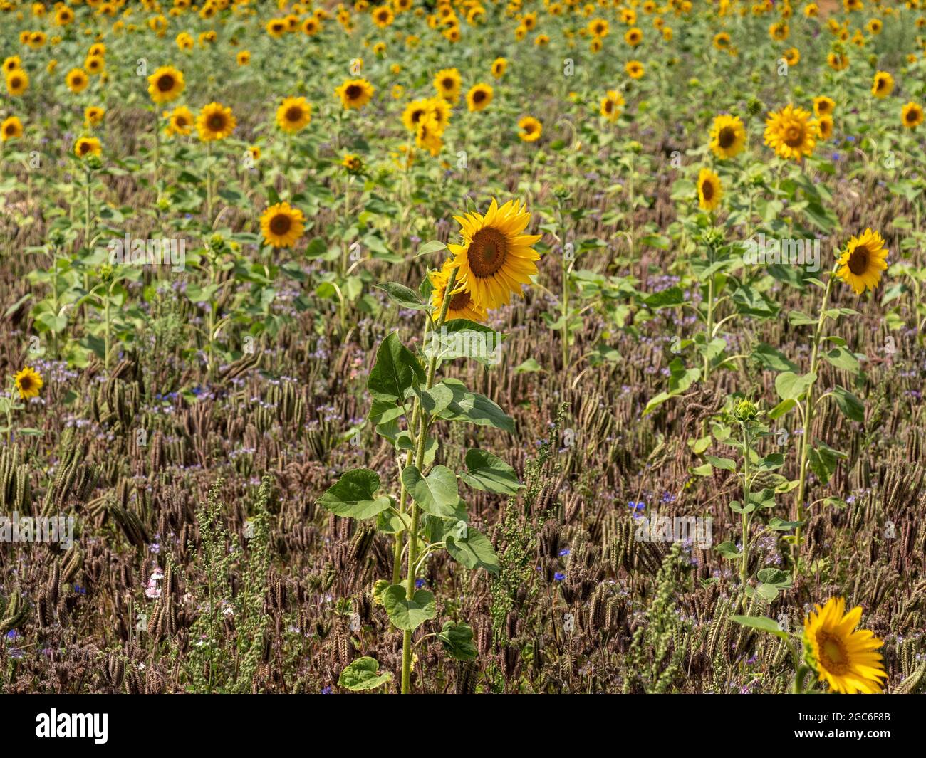 Flower field with sunflowers, blue cornflowers and other flowers Stock Photo