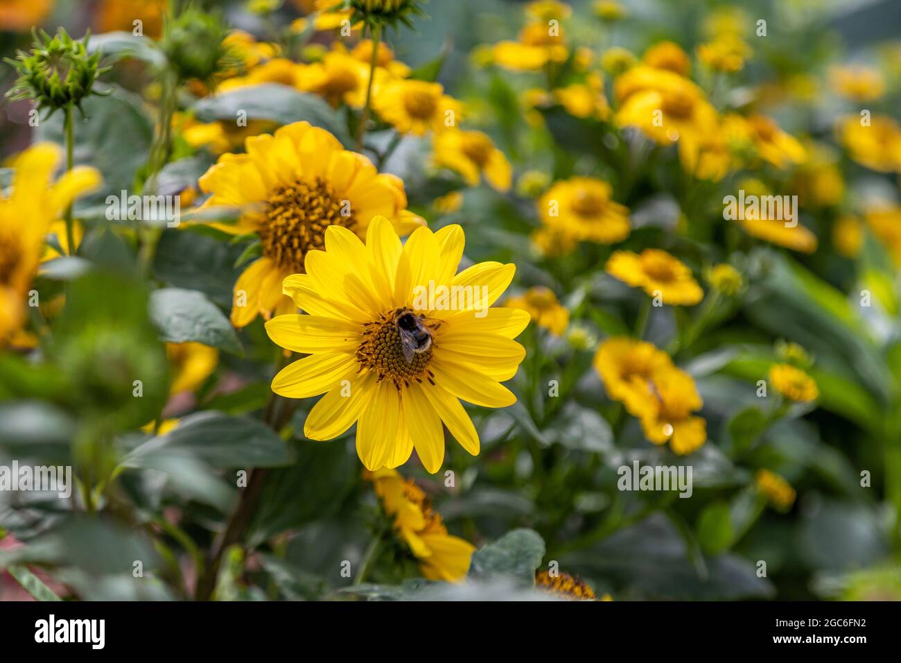 Close-up of a yellow flower with a bee in a flowerbed in Erfurt, thuringia Stock Photo