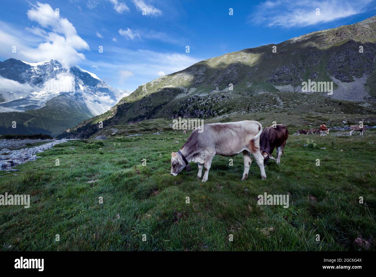 Cows out to pasture Stock Photo