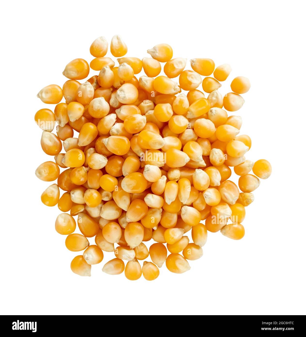 Organic yellow corn seed or maize on white background. Pile raw corn