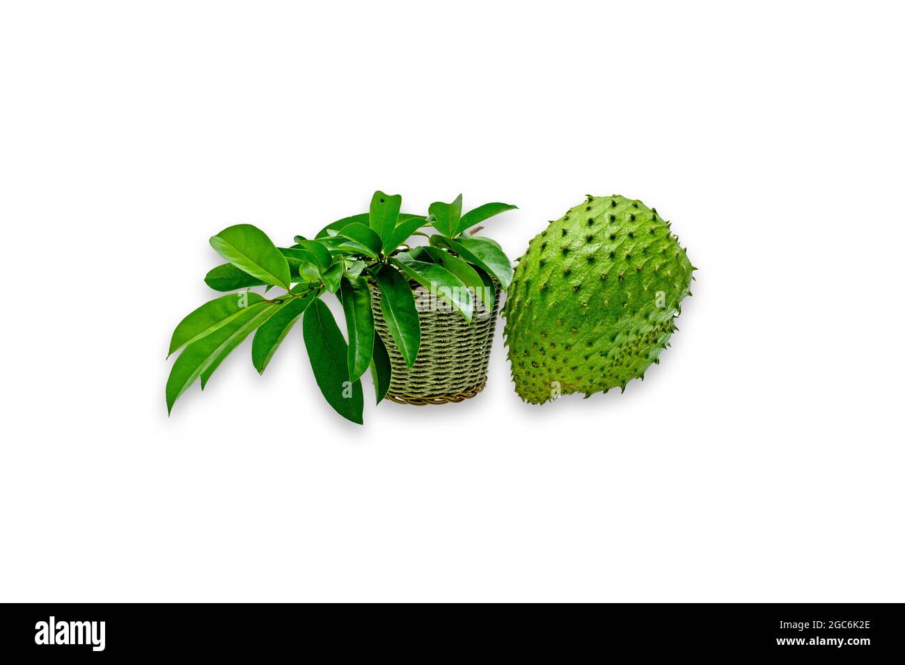 Annona muricata (graviola) is a fruit of the custard apple tree family in tropical climates through the world. Stock Photo